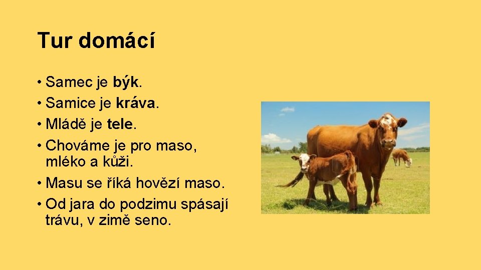 Tur domácí • Samec je býk. • Samice je kráva. • Mládě je tele.