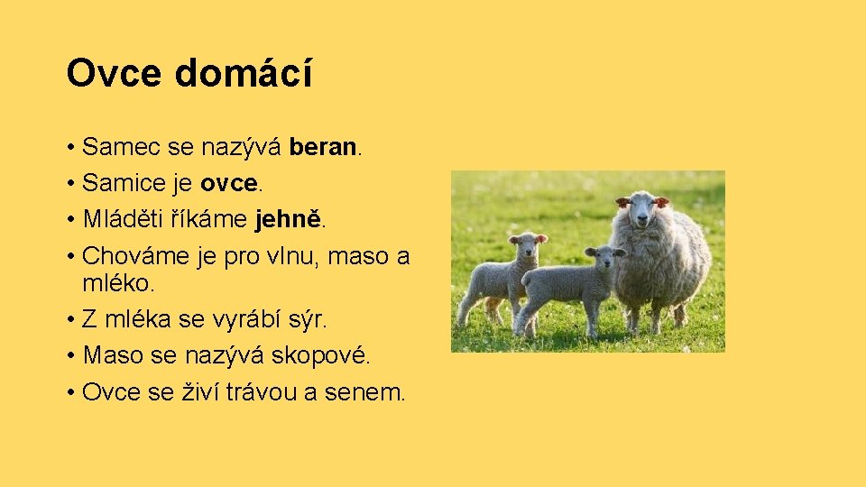 Ovce domácí • Samec se nazývá beran. • Samice je ovce. • Mláděti říkáme