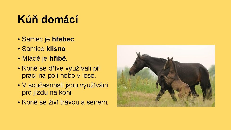 Kůň domácí • Samec je hřebec. • Samice klisna. • Mládě je hříbě. •