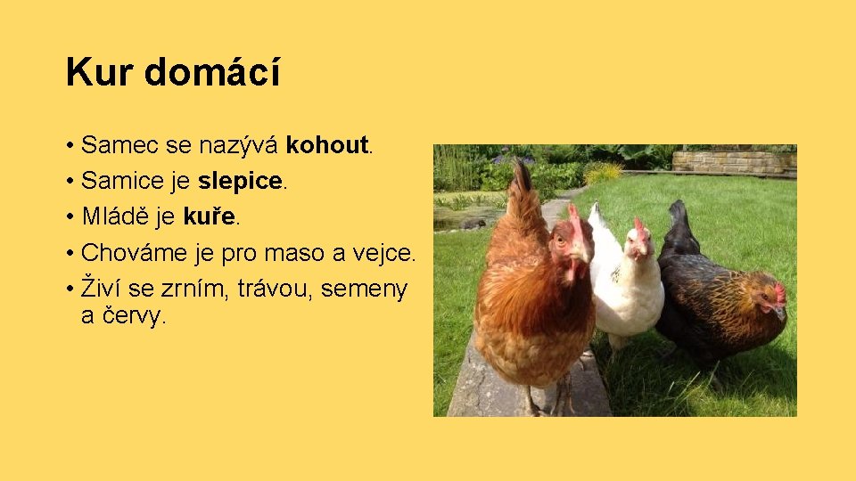 Kur domácí • Samec se nazývá kohout. • Samice je slepice. • Mládě je