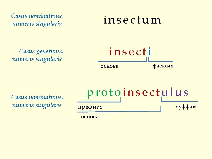insectum Casus nominativus, numeris singularis insecti Casus genetivus, numeris singularis Casus nominativus, numeris singularis