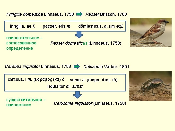 Fringilla domestica Linnaeus, 1758 fringilla, ае f. passĕr, ĕris m прилагательное – согласованное определение