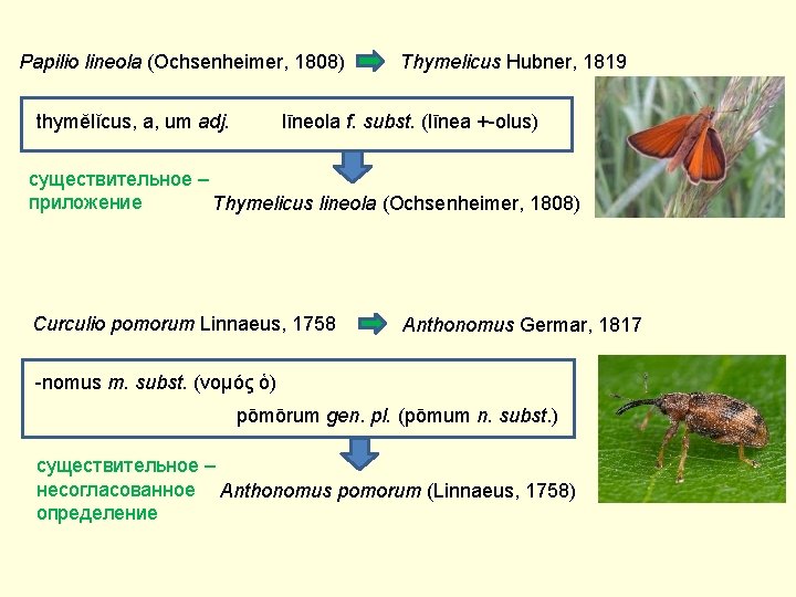 Papilio lineola (Ochsenheimer, 1808) Thymelicus Hubner, 1819 līneola f. subst. (līnea +-olus) thymĕlĭcus, a,