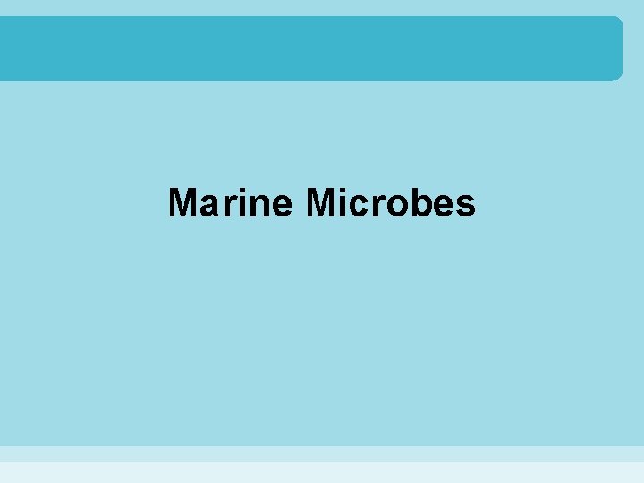 Marine Microbes 