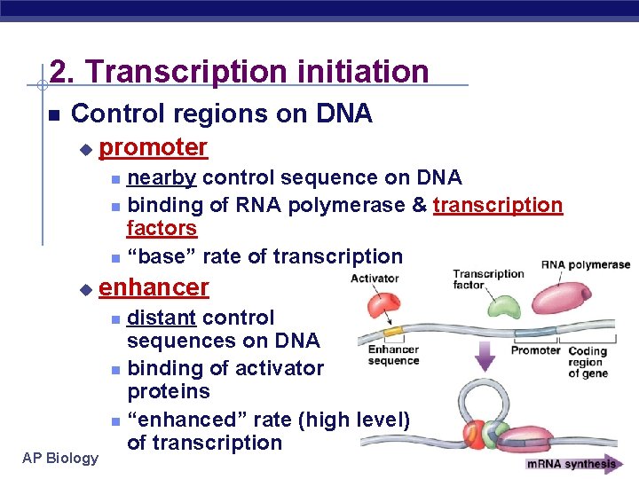 2. Transcription initiation Control regions on DNA u promoter nearby control sequence on DNA