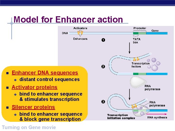 Model for Enhancer action Enhancer DNA sequences u Activator proteins u distant control sequences