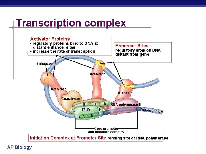 Transcription complex Activator Proteins • regulatory proteins bind to DNA at Enhancer Sites distant