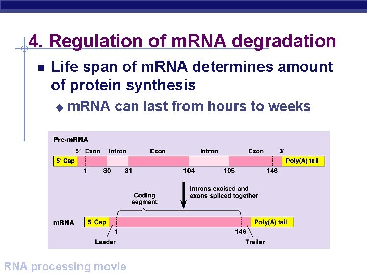 4. Regulation of m. RNA degradation Life span of m. RNA determines amount of