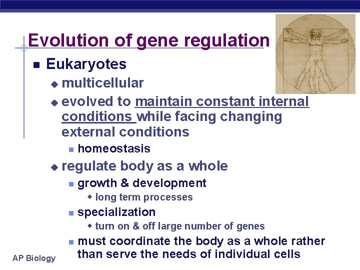 Evolution of gene regulation Eukaryotes multicellular u evolved to maintain constant internal conditions while
