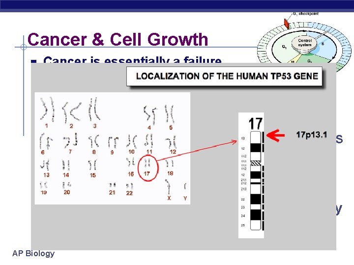 Cancer & Cell Growth Cancer is essentially a failure of cell division control u