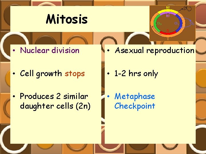 Mitosis • Nuclear division • Asexual reproduction • Cell growth stops • 1 -2
