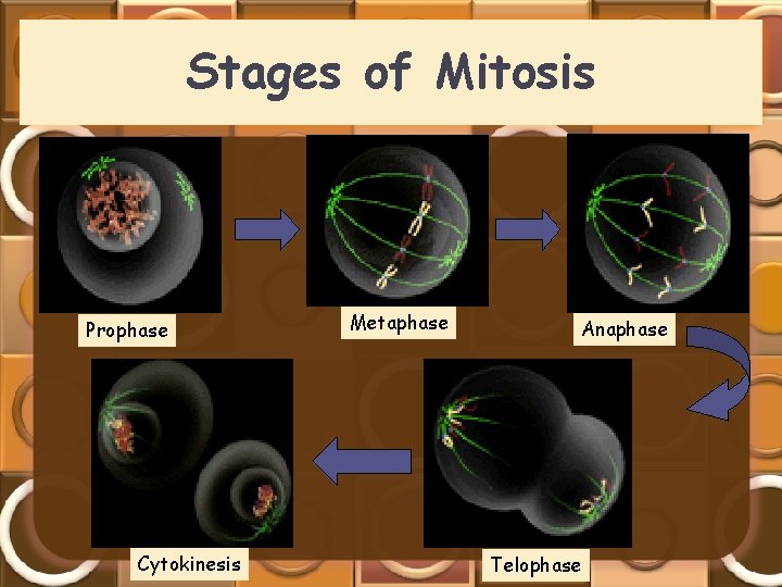 Stages of Mitosis Prophase Cytokinesis Metaphase Anaphase Telophase 