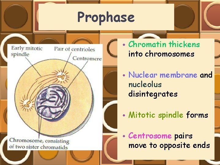 Prophase • Chromatin thickens into chromosomes • Nuclear membrane and nucleolus disintegrates • Mitotic