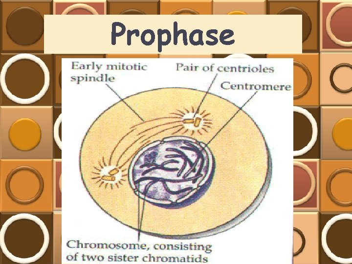 Prophase 