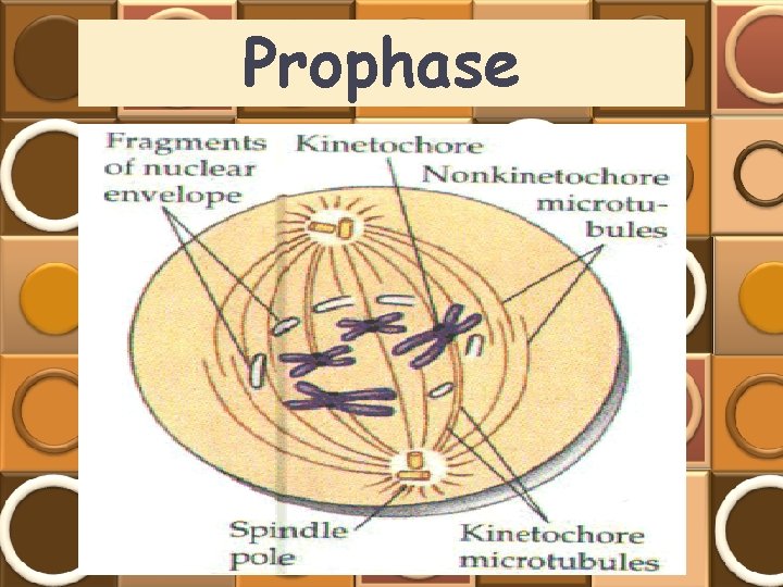 Prophase 