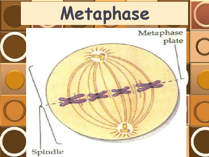 Metaphase 