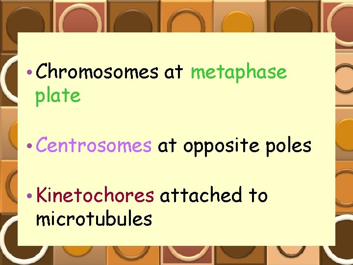  • Chromosomes at metaphase plate • Centrosomes at opposite poles • Kinetochores attached