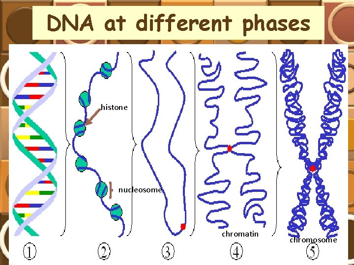 DNA at different phases histone nucleosome chromatin chromosome 