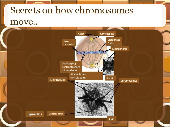 Secrets on how chromosomes move. . 