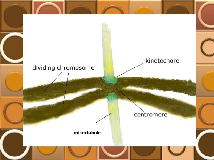 microtubule 