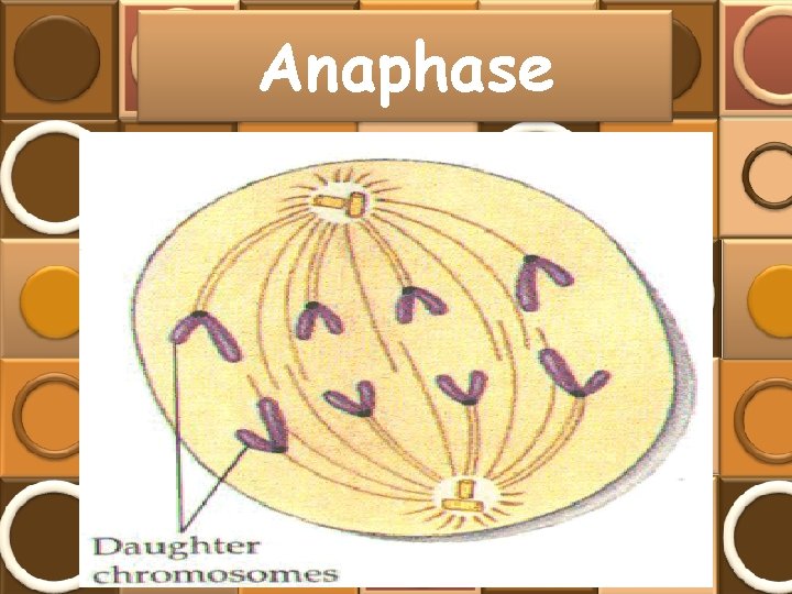 Anaphase 