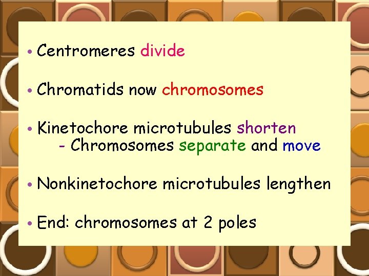  • Centromeres divide • Chromatids now chromosomes • Kinetochore microtubules shorten - Chromosomes