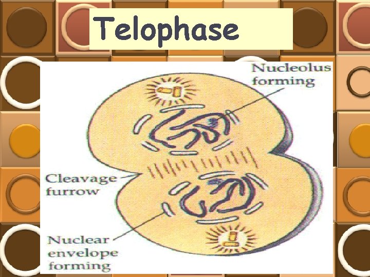 Telophase 