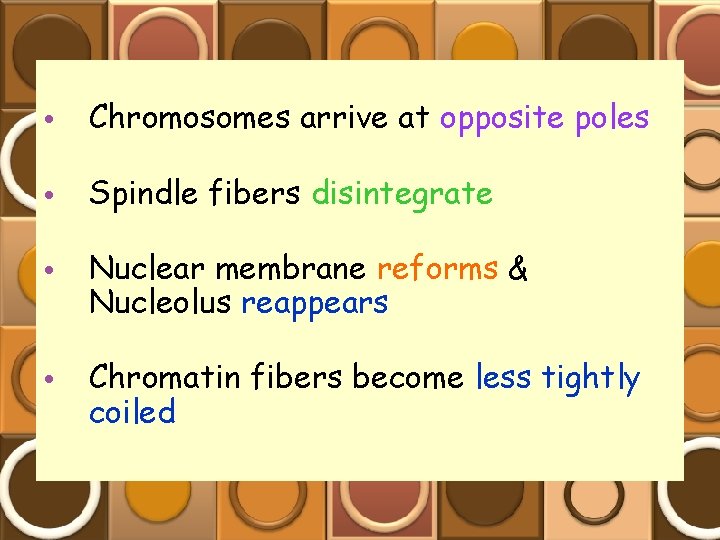  • Chromosomes arrive at opposite poles • Spindle fibers disintegrate • Nuclear membrane