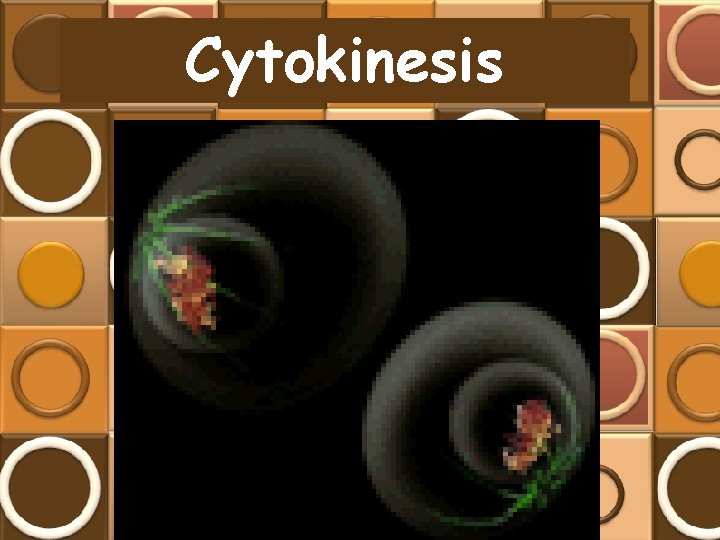 Cytokinesis 