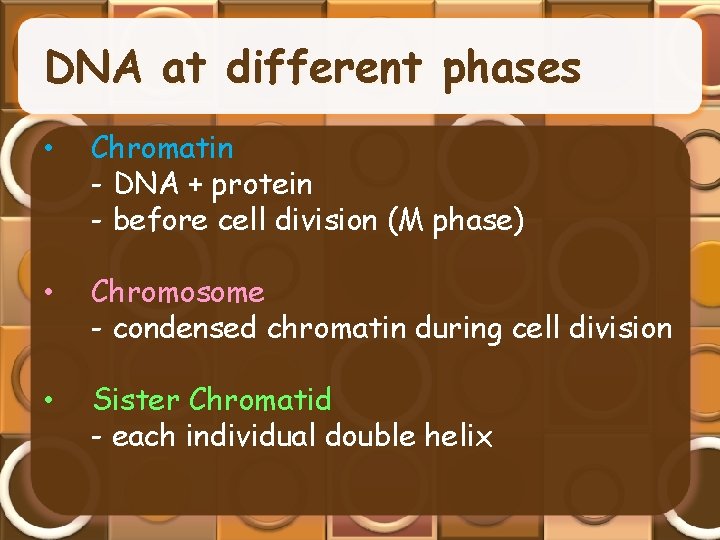 DNA at different phases • Chromatin - DNA + protein - before cell division