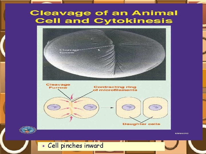  • Cell pinches inward 