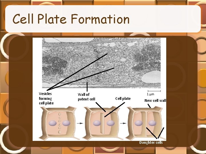 Cell Plate Formation Vesicles forming cell plate Wall of patent cell Cell plate 1