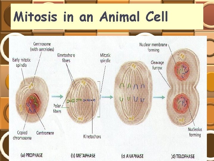 Mitosis in an Animal Cell 