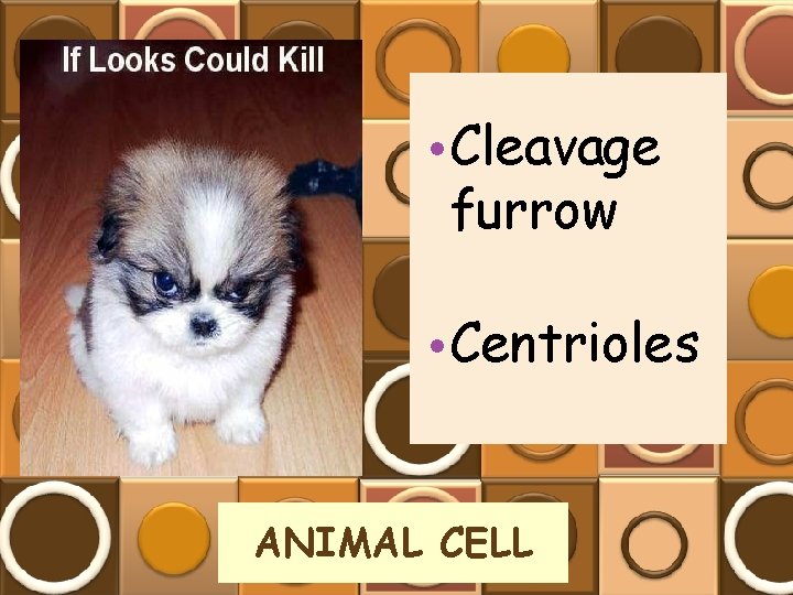  • Cleavage furrow • Centrioles ANIMAL CELL 