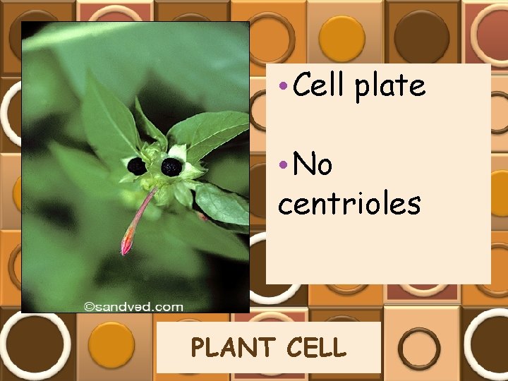  • Cell plate • No centrioles PLANT CELL 