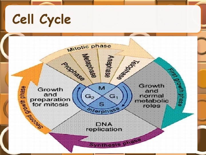 Cell Cycle 