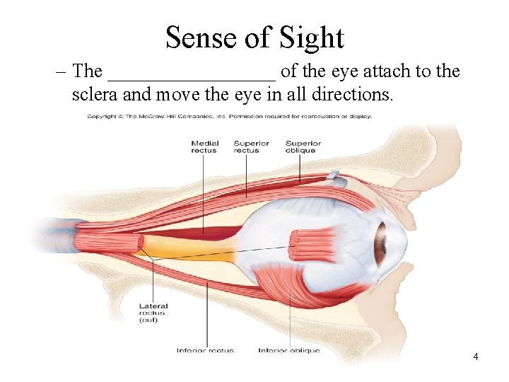 Sense of Sight – The _________ of the eye attach to the sclera and