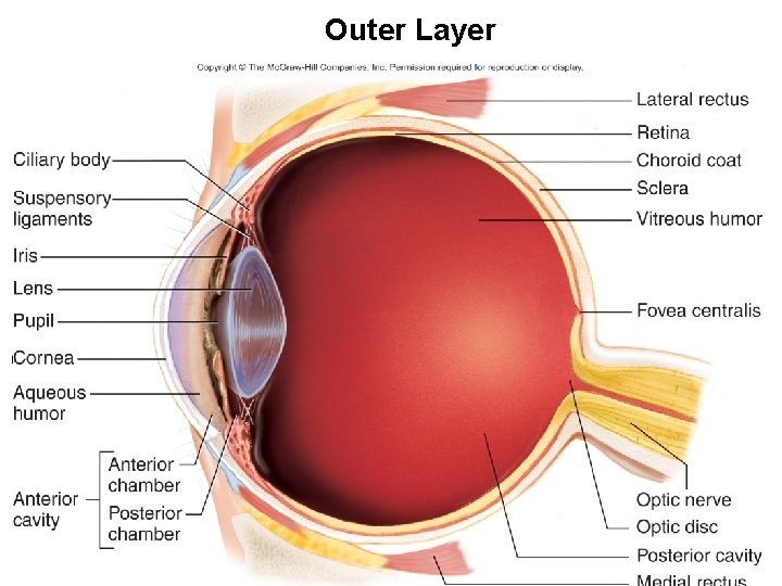 Outer Layer 6 