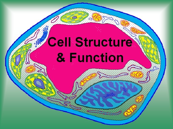 Cell Structure & Function 