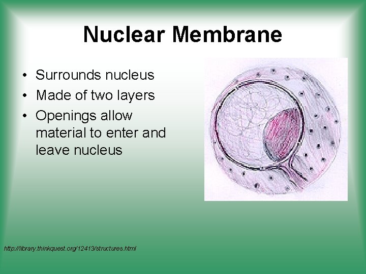 Nuclear Membrane • Surrounds nucleus • Made of two layers • Openings allow material