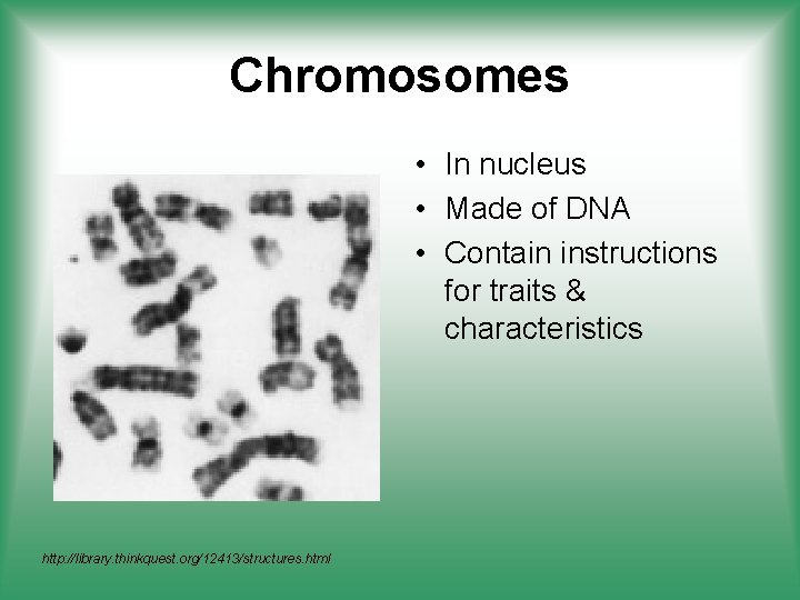 Chromosomes • In nucleus • Made of DNA • Contain instructions for traits &