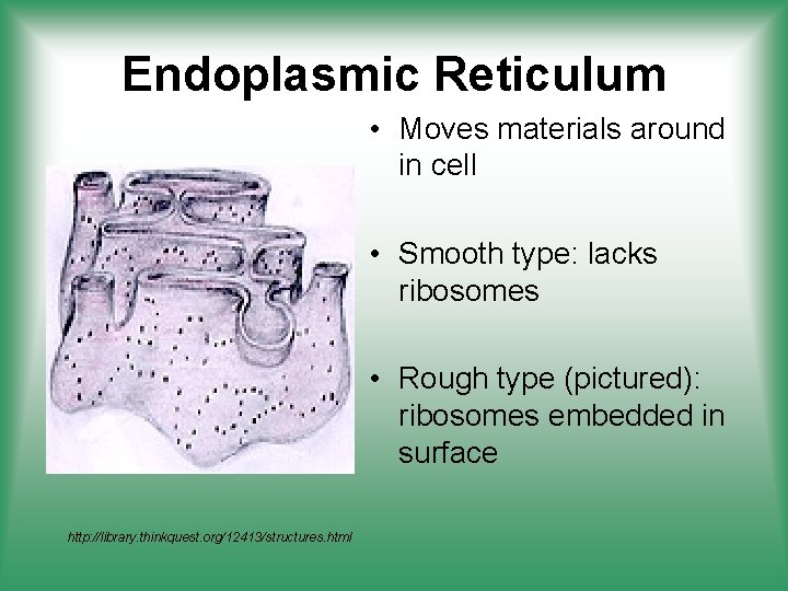 Endoplasmic Reticulum • Moves materials around in cell • Smooth type: lacks ribosomes •