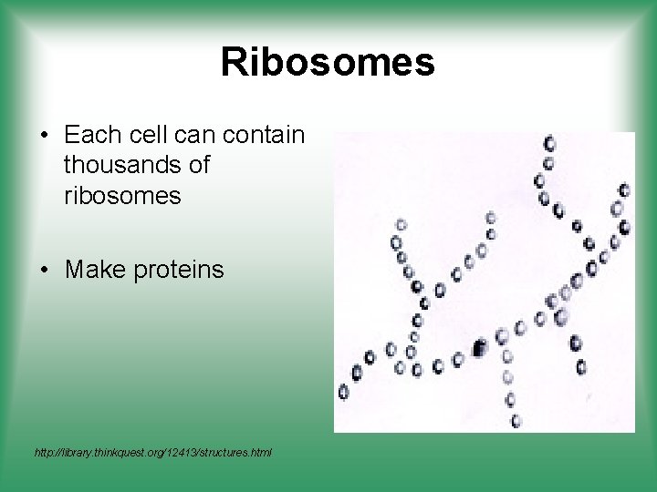 Ribosomes • Each cell can contain thousands of ribosomes • Make proteins http: //library.