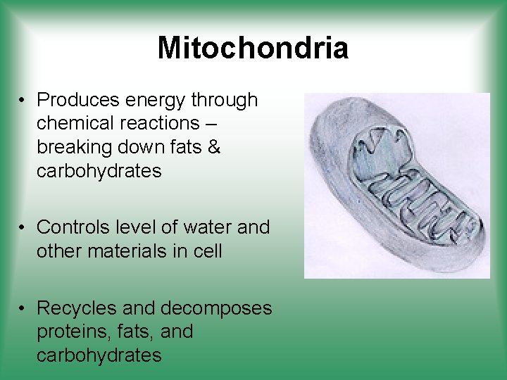 Mitochondria • Produces energy through chemical reactions – breaking down fats & carbohydrates •