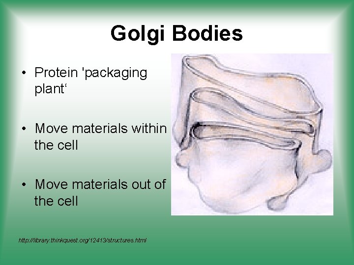 Golgi Bodies • Protein 'packaging plant‘ • Move materials within the cell • Move