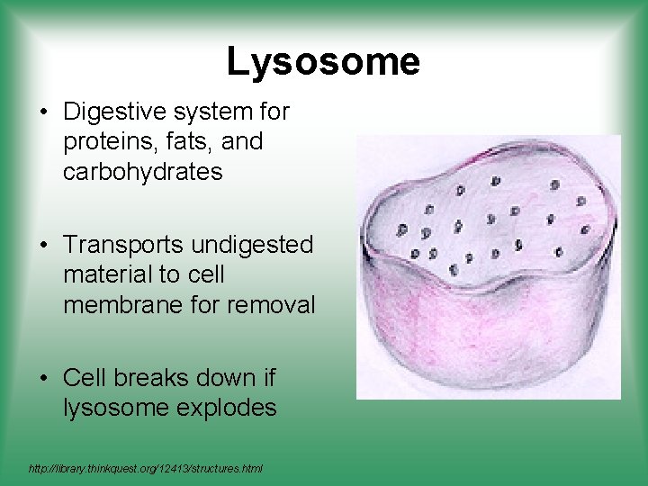 Lysosome • Digestive system for proteins, fats, and carbohydrates • Transports undigested material to