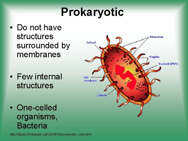 Prokaryotic • Do not have structures surrounded by membranes • Few internal structures •