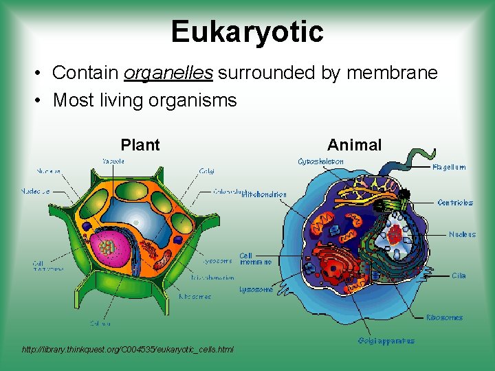 Eukaryotic • Contain organelles surrounded by membrane • Most living organisms Plant http: //library.