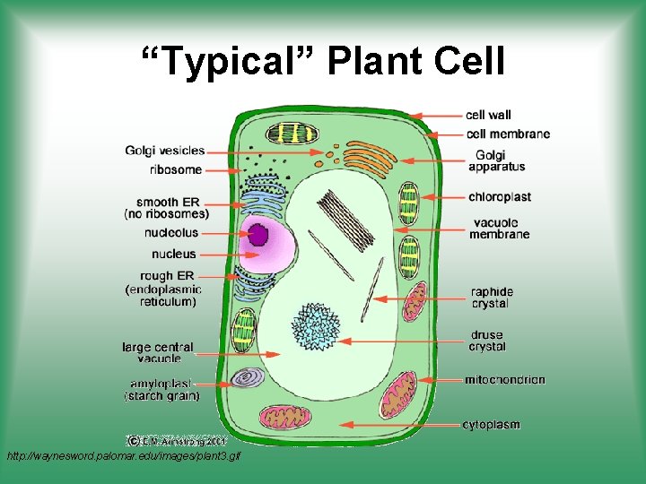 “Typical” Plant Cell http: //waynesword. palomar. edu/images/plant 3. gif 