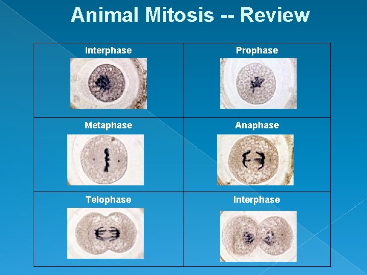 Animal Mitosis -- Review Interphase Prophase Metaphase Anaphase Telophase Interphase 